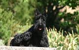 SCOTTISH TERRIER 276